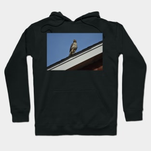 Hawk Hoodie